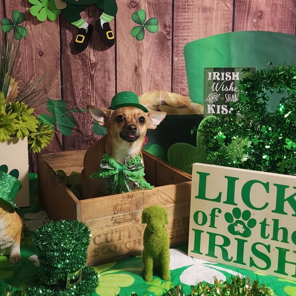 Meet your Posher, Brenda - Picture 2 of 2